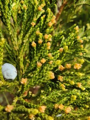 Makro Nahaufnahme von Ast und Blüten eines Wacholders, genauer Stinkwacholder oder Sadebaum mit...