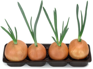 Onion with green sprout planted in the ground