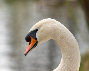 Fototapeta premium Close up of a swan