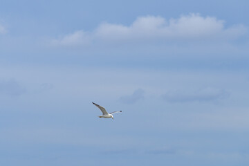 Yellow-legged gull in flight in cloudy blue sky