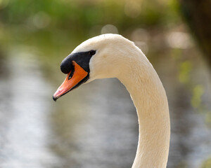 Fototapeta premium Close up of a swan