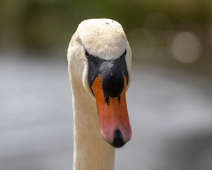 Naklejka premium Close up of a swan