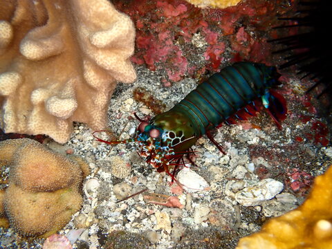 Colorful mantis shrimp in Reunion island