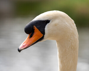 Fototapeta premium Close up of a swan