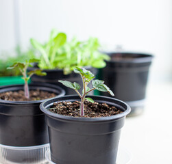 Close-up of seedlings of green small thin leaves of a tomato plant in a container growing indoors in the soil in spring. Seedlings on the windowsill
