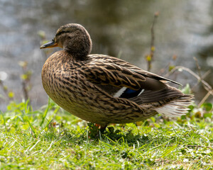 Fototapeta premium Close up of a duck in the morning in a park