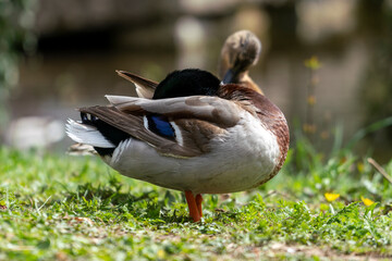 Close up of a duck in the morning in a park