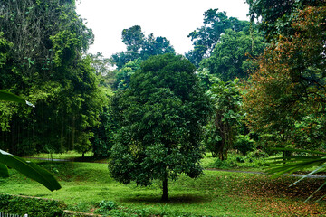 trees in the park