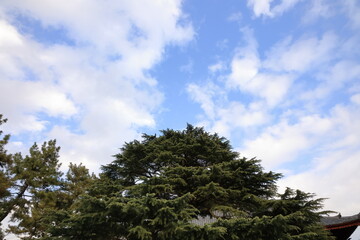 Obraz premium 青空と木