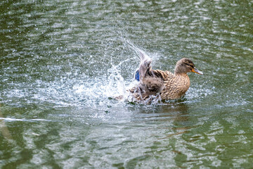 A duck romps in the water