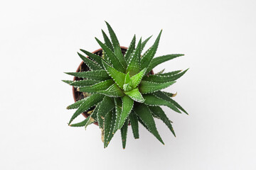 Top view on on the small house cactus Haworthiopsis fasciata on white background, macro.