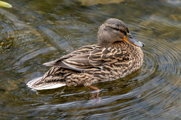 A duck romps in the water