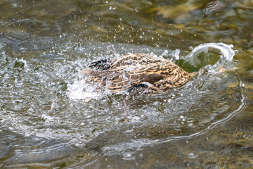 A duck romps in the water