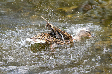 A duck romps in the water
