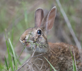 Wild Florida eastern cottontail rabbit (Sylvilagus floridanus) with cleft palate and very bad teeth, eating grasses, shiny eyeball, teeth poking through cleft; cute and adorable