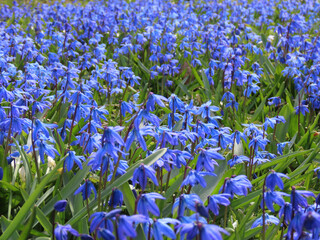 Siberian squill or wood squill blue flowers covering ground on a sunny spring day - obrazy, fototapety, plakaty