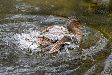 A duck romps in the water