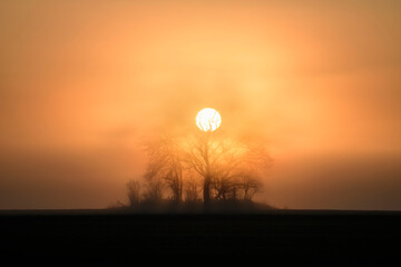 Drzewo skąpane w promieniach wschodzącego słońca