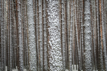 Ośnieżony las zimą - obrazy, fototapety, plakaty