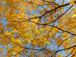 Fototapeta premium 紅葉