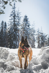 Naklejka premium Dog in the mountain