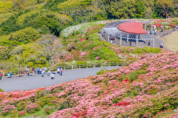 西海国立長串山公園のつつじ　長崎県佐世保市　Azalea Nagasaki-ken Sasebo city Saikai National Park Nagakushiyama park