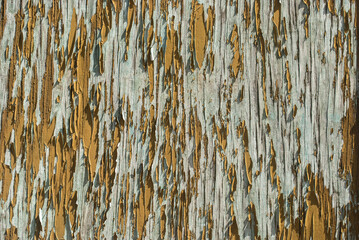 Old weathered grunge wooden surface with cracked and peeling paint closeup as grungy background