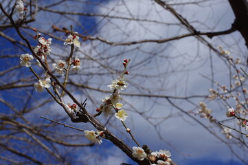 梅の花