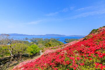 西海国立長串山公園のつつじ　長崎県佐世保市　Azalea Nagasaki-ken Sasebo city...