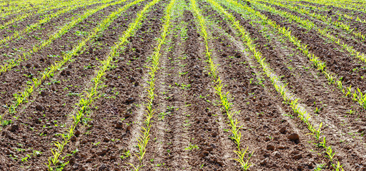 Fototapeta na wymiar Young spring field with sprouts of corn. Nature close up background. Winter wheats growths in fertile soil at warm spring morning. Wheat sprouts close up. Selective focus