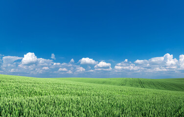 Fototapeta premium field of grass and perfect sky