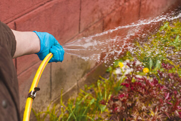 A woman's hand in a household latex glove pours water with a spray from a hose on flowers on a flowerbed background, close-up