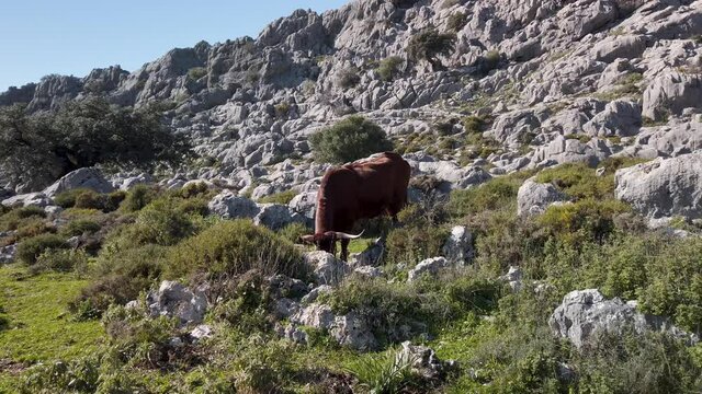 Retinto cow grazing in rocky mountain landscape in Cadiz province, Spain