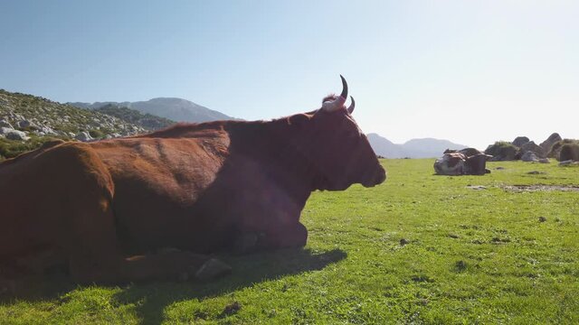 Silhouette of prized free range Retinto Cow laying in mountain meadow