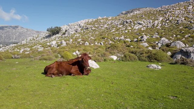 Endemic Spanish Retinto Cow Resting in Meadow in Sierra De Cadiz, Spain