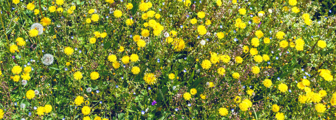 wide shot flowery meadow with yellow dandelion of taraxacum officinale plant,blue birdeye speedwell...