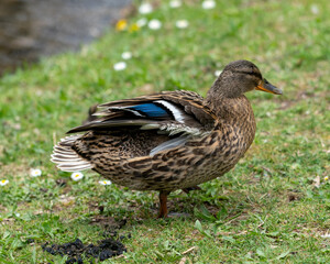 A duck romps in the meadow.