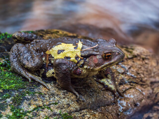 秋の渓谷で出会ったヒキガエル