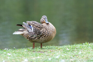 A duck romps in the meadow.