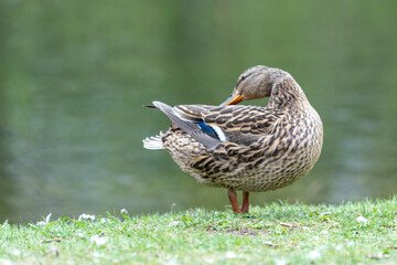 A duck romps in the meadow.