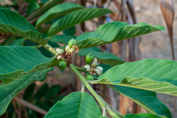 Young guava fruit on the tree at close range