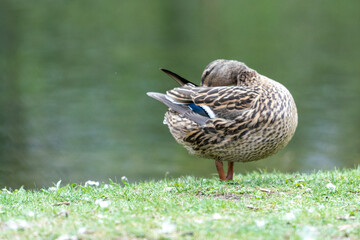 A duck romps in the meadow.