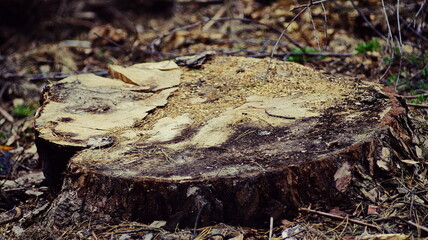 The stump of a large tree cut down close to the ground
