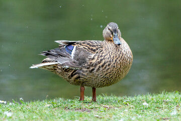 A duck romps in the meadow.