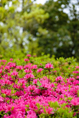 Obraz premium ツツジの花
