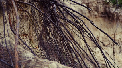 Tree roots hanging from a sandy cliff