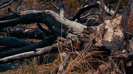 Burnt and broken trees in the forest after a fire