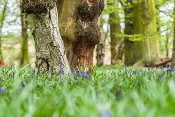 Obraz premium Low perspective picture of the tree taken in a morning forest in England