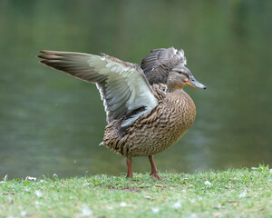 A duck romps in the meadow.