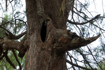 Fototapeta na wymiar interesting tree with a hollow